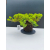 Żywe Drzewko Bonsai Jałowiec Rozesłany Procumbens 11-letni +GRATIS 529