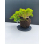 Żywe Drzewko Bonsai Jałowiec Rozesłany Procumbens 11-letni +GRATIS 529