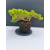 Żywe Drzewko Bonsai Jałowiec Rozesłany Procumbens 11-letni +GRATIS 529