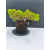Żywe Drzewko Bonsai Jałowiec Rozesłany Procumbens 11-letni +GRATIS 529