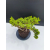 Żywe Drzewko Bonsai Jałowiec Rozesłany Procumbens 11-letni +GRATIS 529