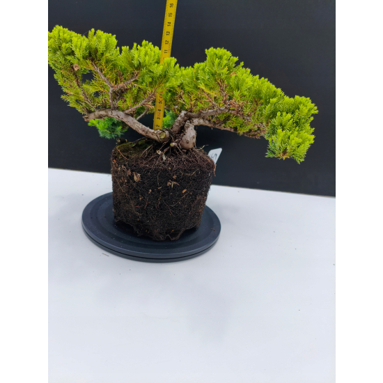 Żywe Drzewko Bonsai Jałowiec Rozesłany Procumbens 11-letni +GRATIS 529