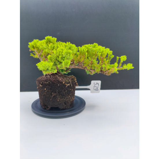 Żywe Drzewko Bonsai Jałowiec Rozesłany Procumbens 11-letni +GRATIS 529