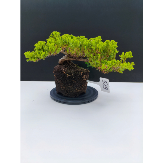 Żywe Drzewko Bonsai Jałowiec Rozesłany Procumbens 11-letni +GRATIS 529