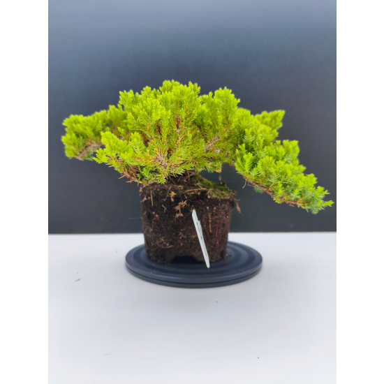 Żywe Drzewko Bonsai Jałowiec Rozesłany Procumbens 11-letni +GRATIS 529