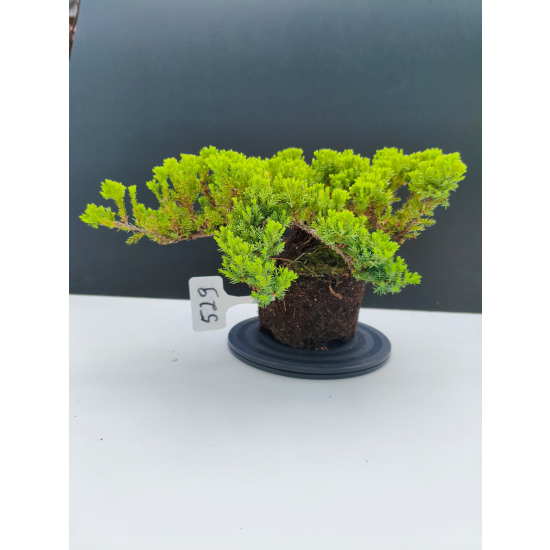 Żywe Drzewko Bonsai Jałowiec Rozesłany Procumbens 11-letni +GRATIS 529