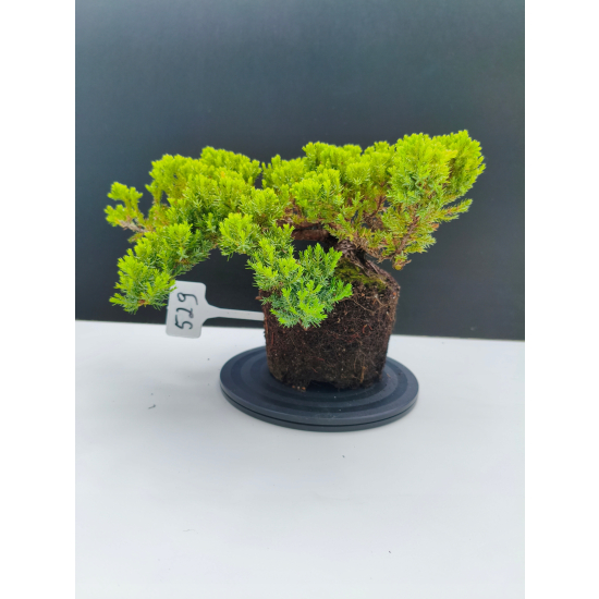 Żywe Drzewko Bonsai Jałowiec Rozesłany Procumbens 11-letni +GRATIS 529