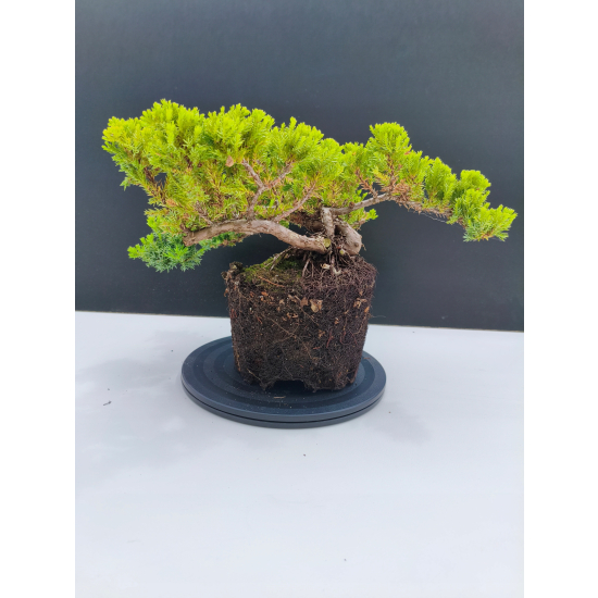 Żywe Drzewko Bonsai Jałowiec Rozesłany Procumbens 11-letni +GRATIS 529