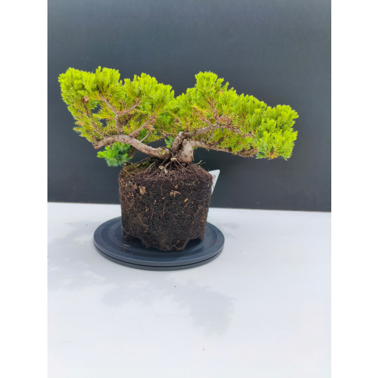Żywe Drzewko Bonsai Jałowiec Rozesłany Procumbens 11-letni +GRATIS 529