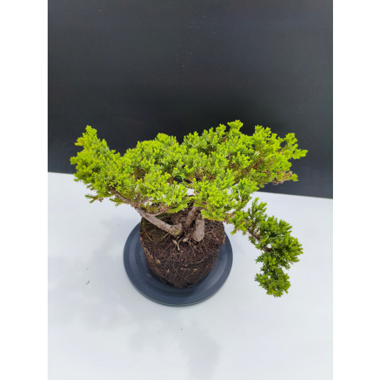 Żywe Drzewko Bonsai Jałowiec Rozesłany Procumbens 11-letni +GRATIS 529
