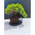 Żywe Drzewko Bonsai Jałowiec Rozesłany Procumbens 11-letni +GRATIS 536