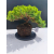 Żywe Drzewko Bonsai Jałowiec Rozesłany Procumbens 11-letni +GRATIS 536