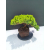 Żywe Drzewko Bonsai Jałowiec Rozesłany Procumbens 11-letni +GRATIS 536