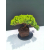 Żywe Drzewko Bonsai Jałowiec Rozesłany Procumbens 11-letni +GRATIS 536