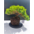 Żywe Drzewko Bonsai Jałowiec Rozesłany Procumbens 11-letni +GRATIS 536