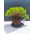 Żywe Drzewko Bonsai Jałowiec Rozesłany Procumbens 11-letni +GRATIS 536