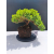 Żywe Drzewko Bonsai Jałowiec Rozesłany Procumbens 11-letni +GRATIS 536