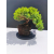 Żywe Drzewko Bonsai Jałowiec Rozesłany Procumbens 11-letni +GRATIS 536
