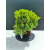 Żywe Drzewko Bonsai Jałowiec Rozesłany Procumbens 11-letni +GRATIS 536