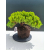 Żywe Drzewko Bonsai Jałowiec Rozesłany Procumbens 11-letni +GRATIS 536
