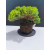 Żywe Drzewko Bonsai Jałowiec Rozesłany Procumbens 11-letni +GRATIS 536