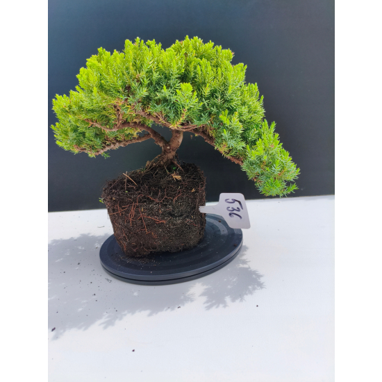 Żywe Drzewko Bonsai Jałowiec Rozesłany Procumbens 11-letni +GRATIS 536