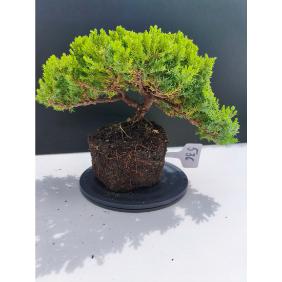 Żywe Drzewko Bonsai Jałowiec Rozesłany Procumbens 11-letni +GRATIS 536