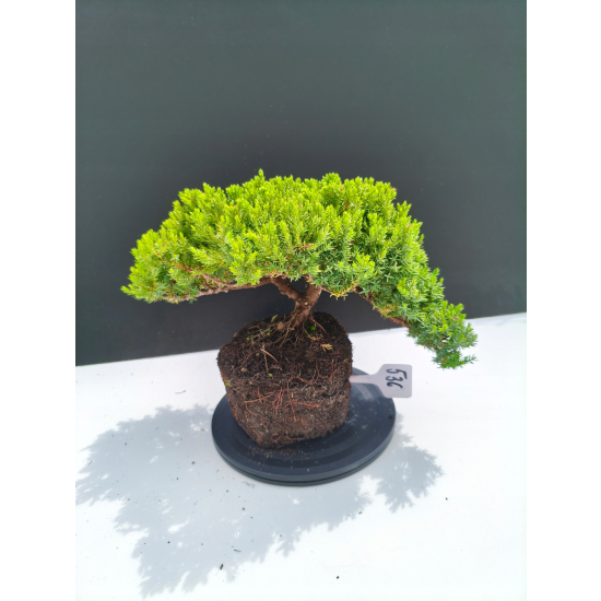 Żywe Drzewko Bonsai Jałowiec Rozesłany Procumbens 11-letni +GRATIS 536
