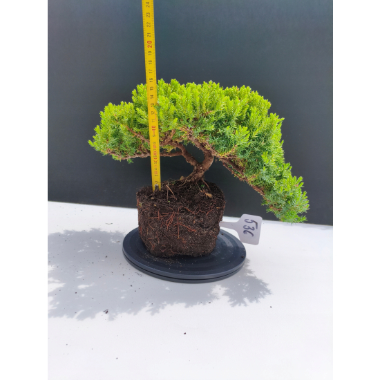 Żywe Drzewko Bonsai Jałowiec Rozesłany Procumbens 11-letni +GRATIS 536