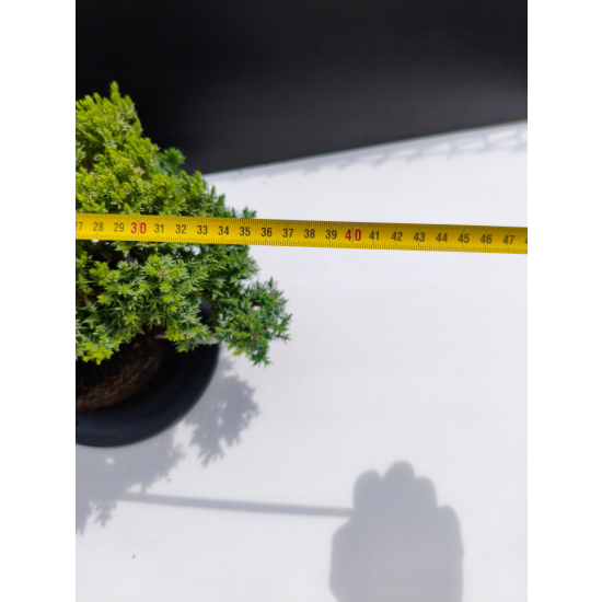 Żywe Drzewko Bonsai Jałowiec Rozesłany Procumbens 11-letni +GRATIS 536