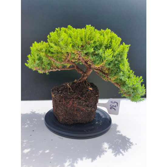 Żywe Drzewko Bonsai Jałowiec Rozesłany Procumbens 11-letni +GRATIS 536