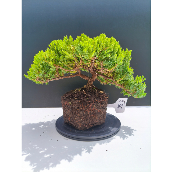 Żywe Drzewko Bonsai Jałowiec Rozesłany Procumbens 11-letni +GRATIS 536