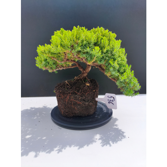 Żywe Drzewko Bonsai Jałowiec Rozesłany Procumbens 11-letni +GRATIS 536