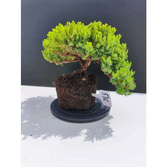 Żywe Drzewko Bonsai Jałowiec Rozesłany Procumbens 11-letni +GRATIS 536