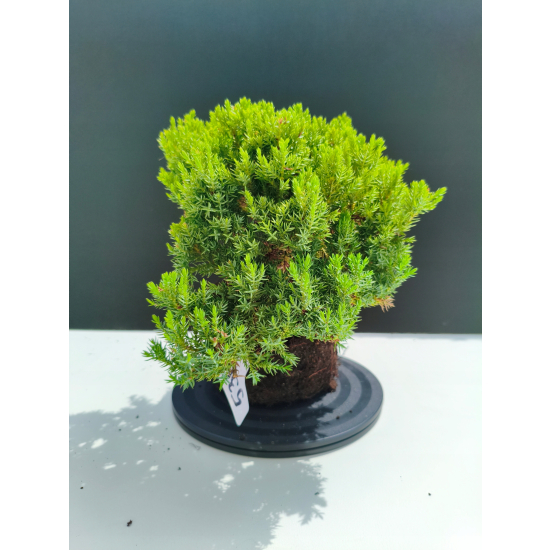 Żywe Drzewko Bonsai Jałowiec Rozesłany Procumbens 11-letni +GRATIS 536