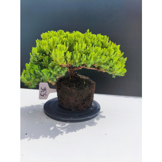 Żywe Drzewko Bonsai Jałowiec Rozesłany Procumbens 11-letni +GRATIS 536