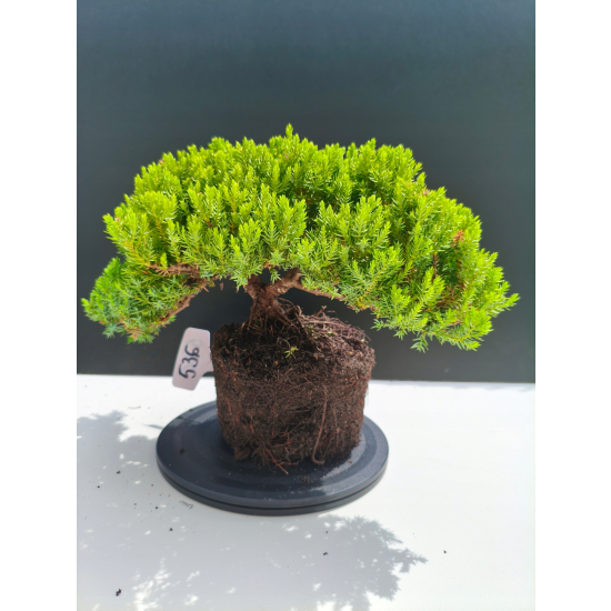 Żywe Drzewko Bonsai Jałowiec Rozesłany Procumbens 11-letni +GRATIS 536