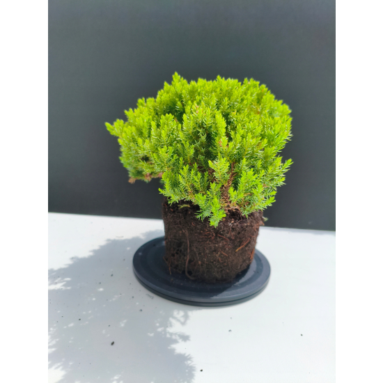 Żywe Drzewko Bonsai Jałowiec Rozesłany Procumbens 11-letni +GRATIS 536