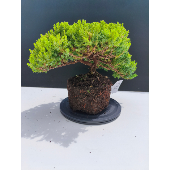Żywe Drzewko Bonsai Jałowiec Rozesłany Procumbens 11-letni +GRATIS 536