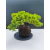 Żywe Drzewko Bonsai Jałowiec Rozesłany Procumbens 11-letni +GRATIS 492