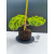 Żywe Drzewko Bonsai Jałowiec Rozesłany Procumbens 11-letni +GRATIS 492