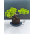 Żywe Drzewko Bonsai Jałowiec Rozesłany Procumbens 11-letni +GRATIS 492