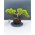 Żywe Drzewko Bonsai Jałowiec Rozesłany Procumbens 11-letni +GRATIS 492