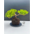 Żywe Drzewko Bonsai Jałowiec Rozesłany Procumbens 11-letni +GRATIS 492