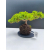 Żywe Drzewko Bonsai Jałowiec Rozesłany Procumbens 11-letni +GRATIS 492