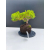 Żywe Drzewko Bonsai Jałowiec Rozesłany Procumbens 11-letni +GRATIS 492