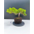 Żywe Drzewko Bonsai Jałowiec Rozesłany Procumbens 11-letni +GRATIS 492