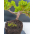 Żywe Drzewko Bonsai Jałowiec Rozesłany Procumbens 11-letni +GRATIS 492