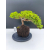 Żywe Drzewko Bonsai Jałowiec Rozesłany Procumbens 11-letni +GRATIS 492