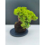 Żywe Drzewko Bonsai Jałowiec Rozesłany Procumbens 11-letni +GRATIS 492